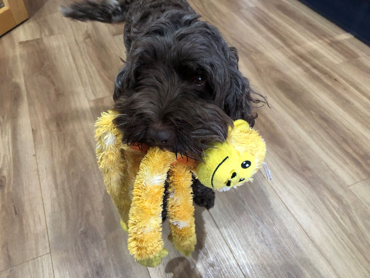 Pet Nugget Ball Tosser, Tennis Ball Launcher Retrieving Dog Toy in